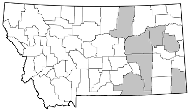Prionus imbricornis distribution in Montana