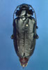 Prionus imbricornis female 