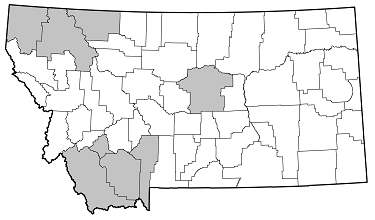 Pronocera collaris distribution in Montana