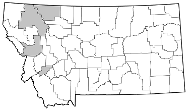 Pseudogaurotina cressoni distribution in Montana