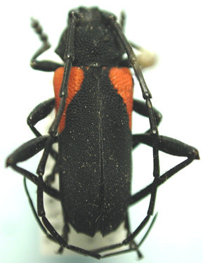 Purpuricenus humeralis