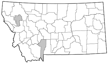 Pygoleptura carbonata distribution in Montana