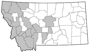 Pygoleptura nigrella distribution in Montana