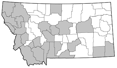 Rhagium inquisitor distribution in Montana