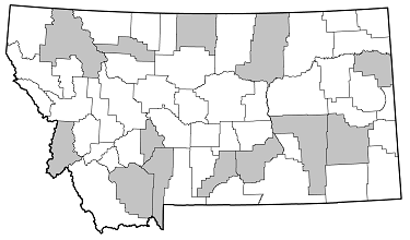 Saperda calcarata distribution in Montana