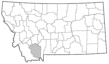 Saperda horni distribution in Montana