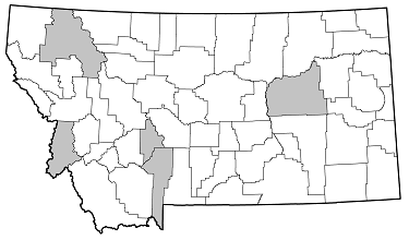 Saperda populnea distribution in Montana