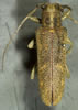 Saperda calcarata