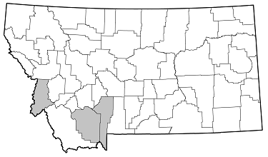 Semanotus ligneus distribution in Montana