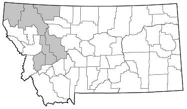 Stenocorus nubifer distribution in Montana