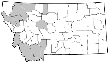 Stenocorus obtusus distribution in Montana