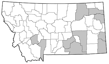 Stenocorus trivittatus distribution in Montana