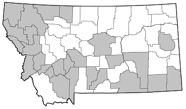 Stictoleptura canadensis cribripennis distribution in Montana
