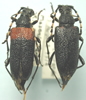 Stictoleptura canadensis cribripennis