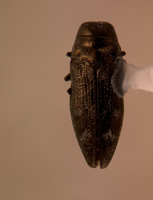 Taphrocerus chevrolati habitus dorsal