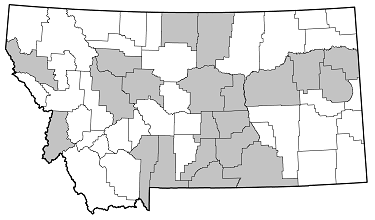 Tetraopes femoratus distribution in Montana