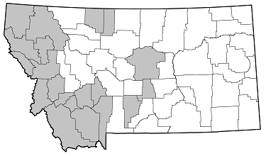 Tetropium velutinum distribution in Montana