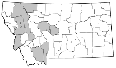 Trachysida aspera distribution in Montana