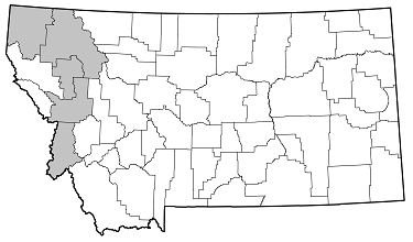 Trichocnemis spiculatus spiculatus distribution in Montana