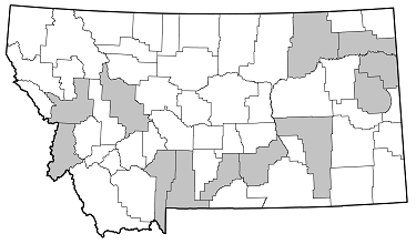Trigonarthris minnesotana distribution in Montana