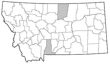 Typocerus balteatus distribution in Montana