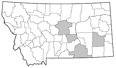 Typocerus octonotatus distribution in Montana