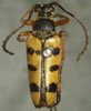 Typocerus balteatus