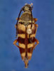 Typocerus velutinus