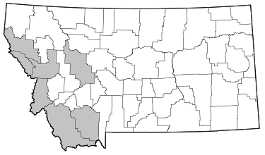 Xestoleptura crassicornis distribution in Montana