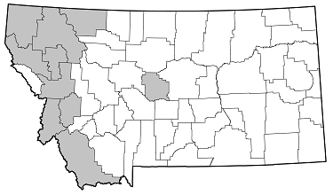 Xestoleptura tibialis distribution in Montana