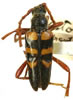 Xestoleptura crassicornis