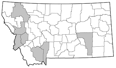 Xylotrechus annosus distribution in Montana