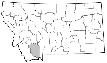 Xylotrechus mormonus distribution in Montana