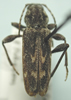 Xylotrechus annosus