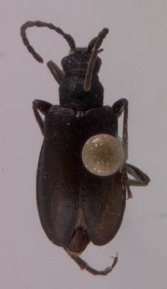 Brachysomida sp.