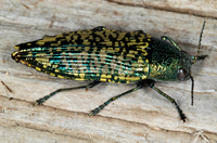 metallic dark green, yellow, and teal beetle