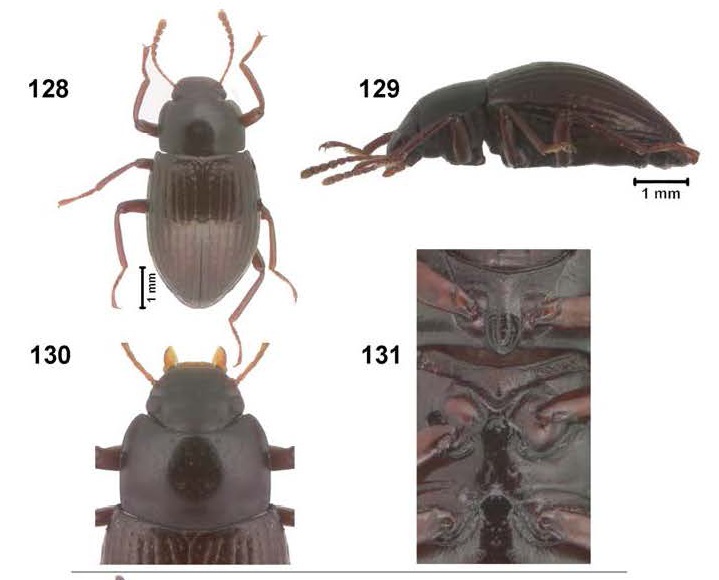 Nesocyrtosoma lacrima views