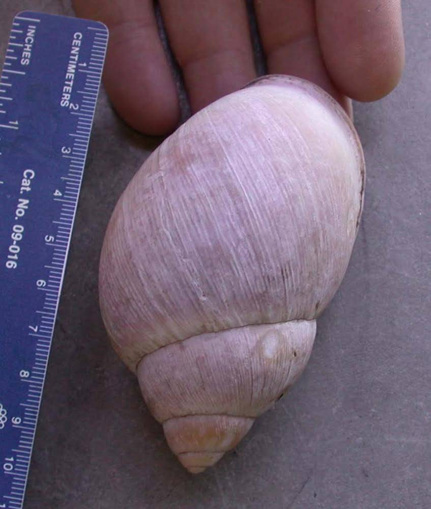 shell