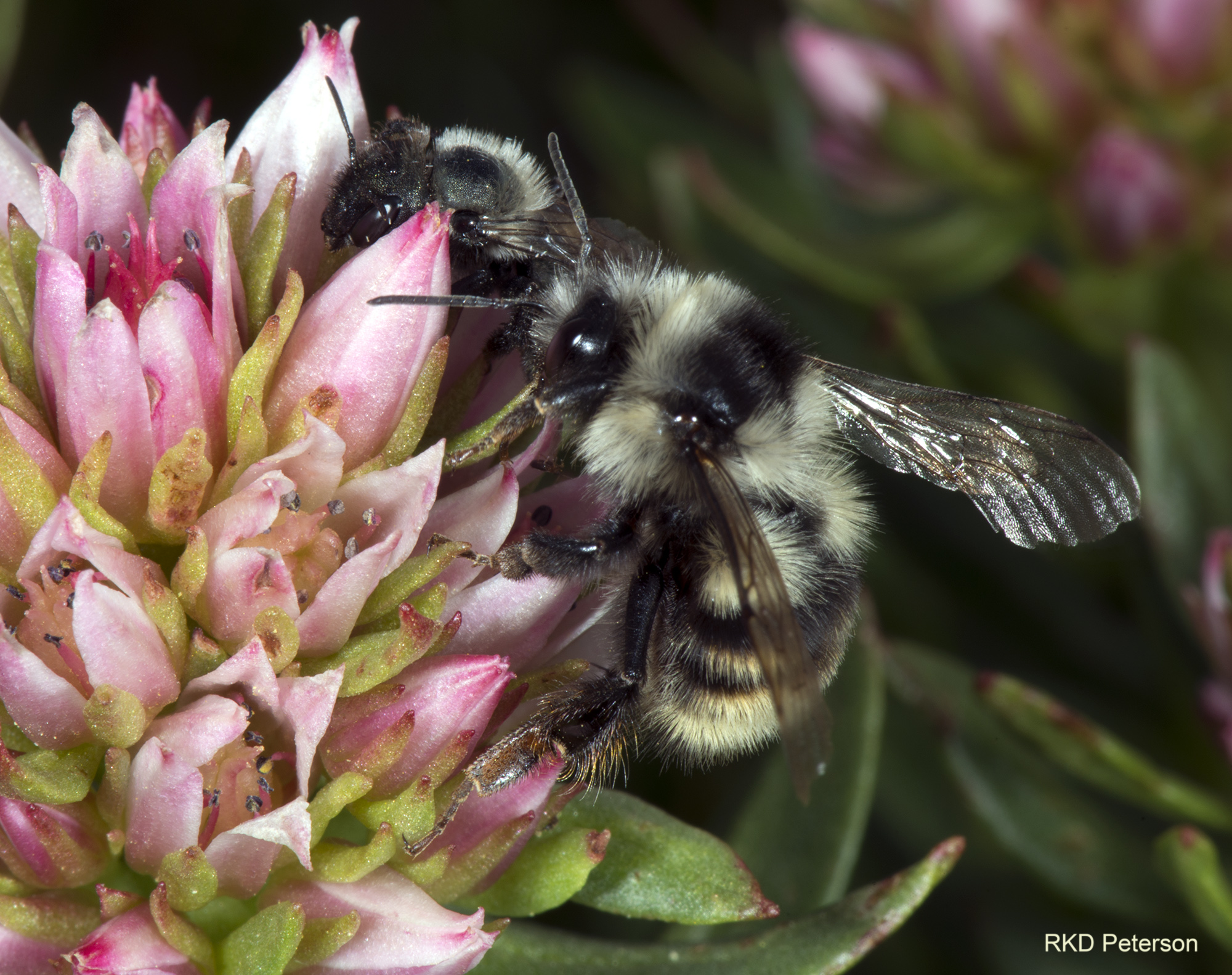 Bombus bifarius on white and pink layered flowers, Beartooth Mountains in Carbon County 2015 RKD Peterson