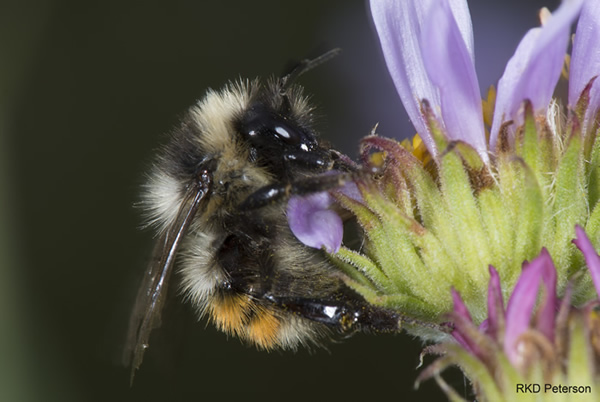 Intro Page Bombus sylvicola on flower, Beartooth Mountains in Carbon County 2015 RKD Peterson