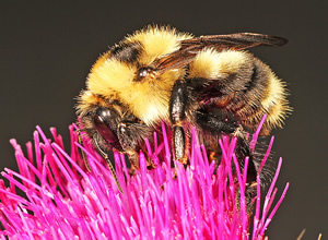 Bombus rufocinctus on pink flower by Christopher R. Brown 2015