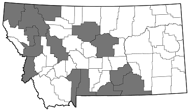 Buprestis langii distribution in Montana