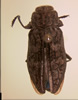Chrysobothris monticola