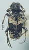 Pogonocherus pictus